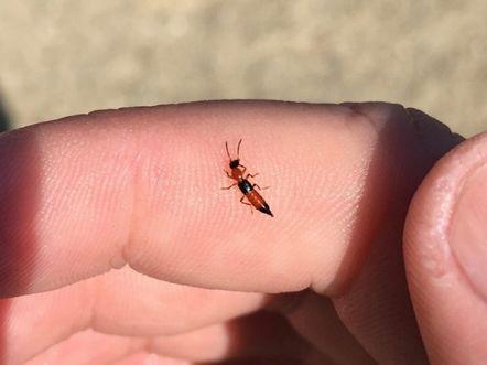 如果虫子不小心进孩子耳朵家长切记不要有这个行为易加重情况