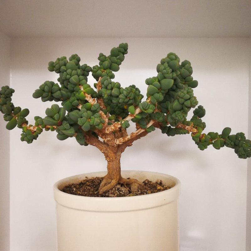 大哥养花真能耐鹿角海棠养成小老桩多少钱都不卖太精致了