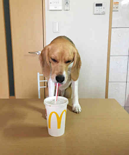 铲屎官不给狗狗喝可乐,它开始生气了,最后却发现它简直太精了!