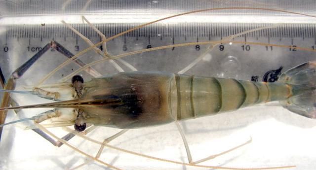 越南虾王出现中国河流长约40cm会泛滥成灾吃货快到碗里来