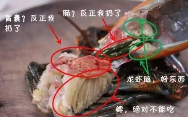 承载着小龙虾最重要的部位,最主要的器官,内脏,肝脏都在这个地方,至于
