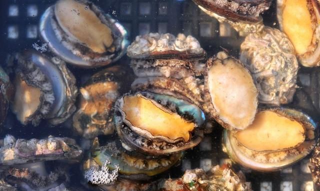 第1次吃鲍鱼,服务员问几头时,网友:不会回答真是太丢人了!