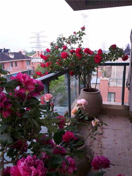 阳台养藤本月季应该注意些什么?