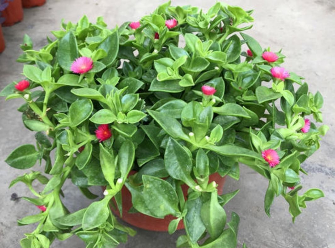 春天养牡丹吊兰,给它施上2种肥,长得枝繁叶茂,开花满盆