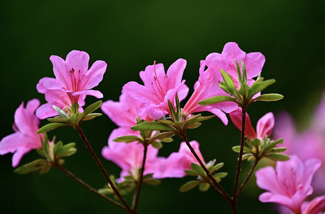 它 称为 花中西施 生于农村 长在山上 开在云间 财经头条