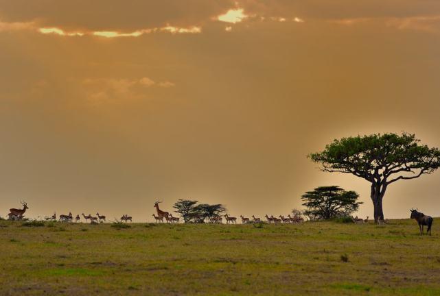 非洲人不喜欢种植粮食,不是因为土地贫瘠,最主要的原因有三点