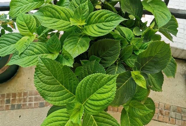 5月份开完花的绣球花,修剪后长出大量新叶片,是不是修剪太早了