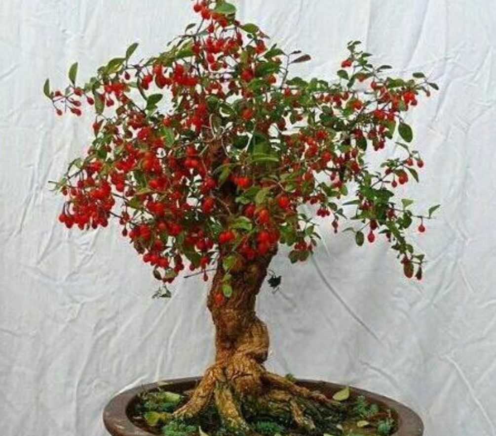 野外枸杞树根部造型奇特苍劲古朴做盆景观赏性强