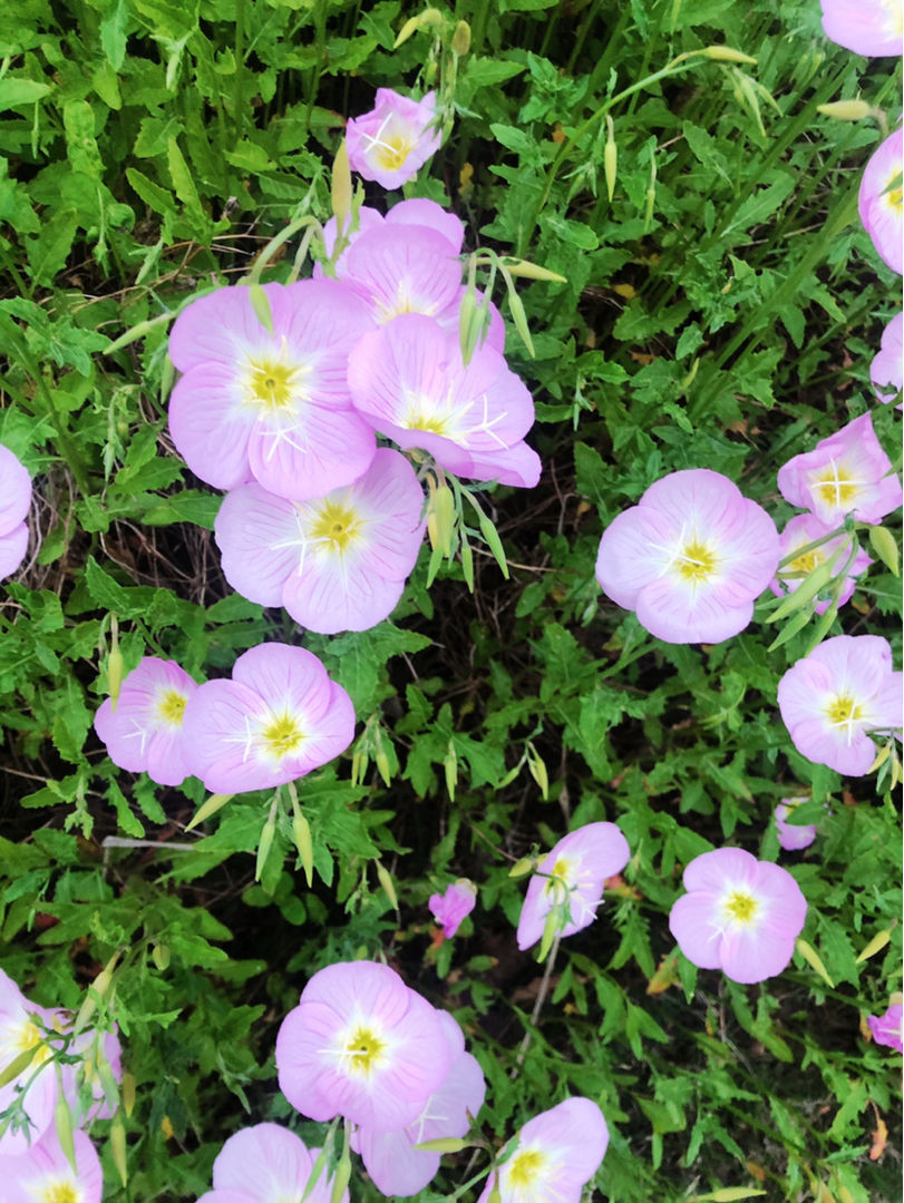 院子里养一片松果菊,长得可爱花量大,一开花就成花海