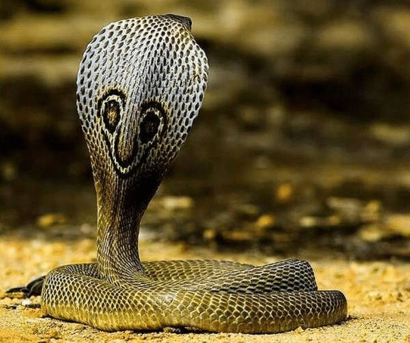 看看世界陆地总榜第一毒蛇俗称一口没比眼镜王蛇毒