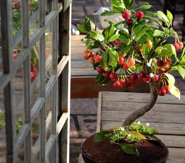 居家盆栽樱桃,想要其早日开花结果?管理方面请侧重这3点