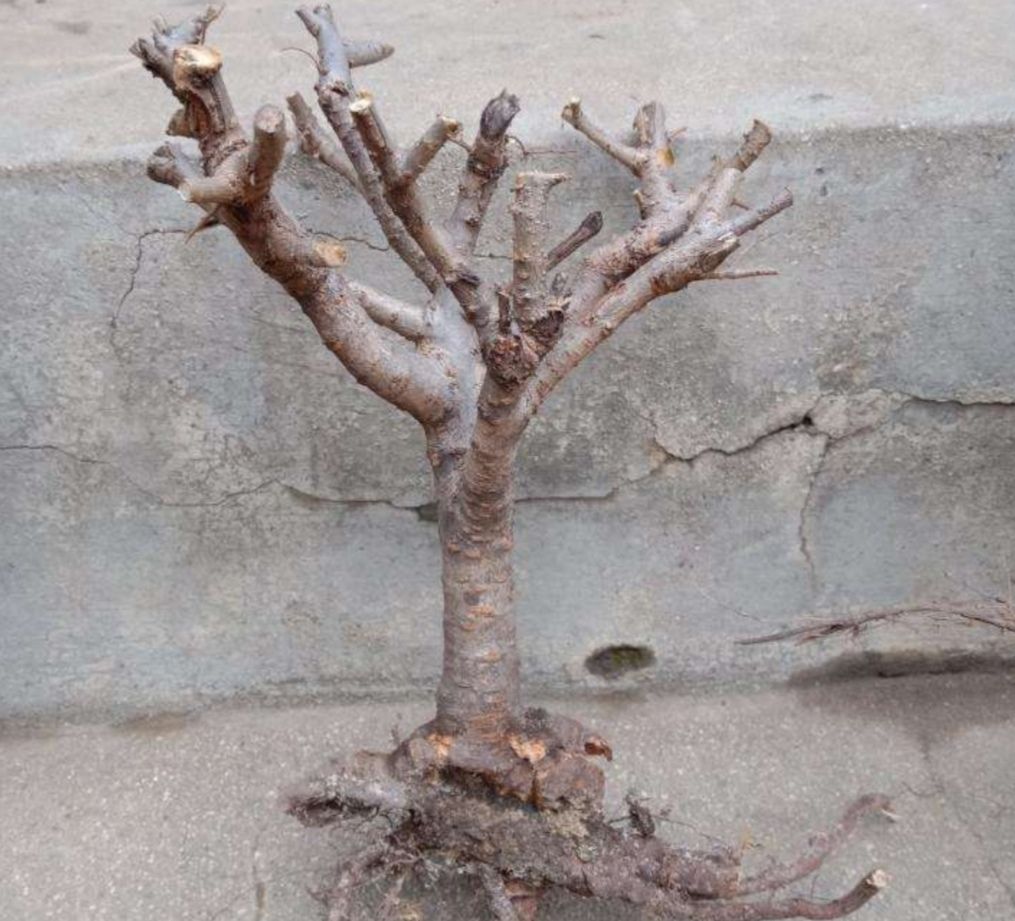 农村的榆树疙瘩桩形苍劲古朴怎样把它做成盆景