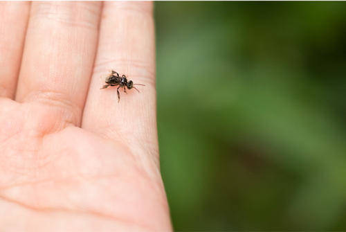 一种特殊的蜜蜂它们不会蜇人却有一套特殊的防御方法