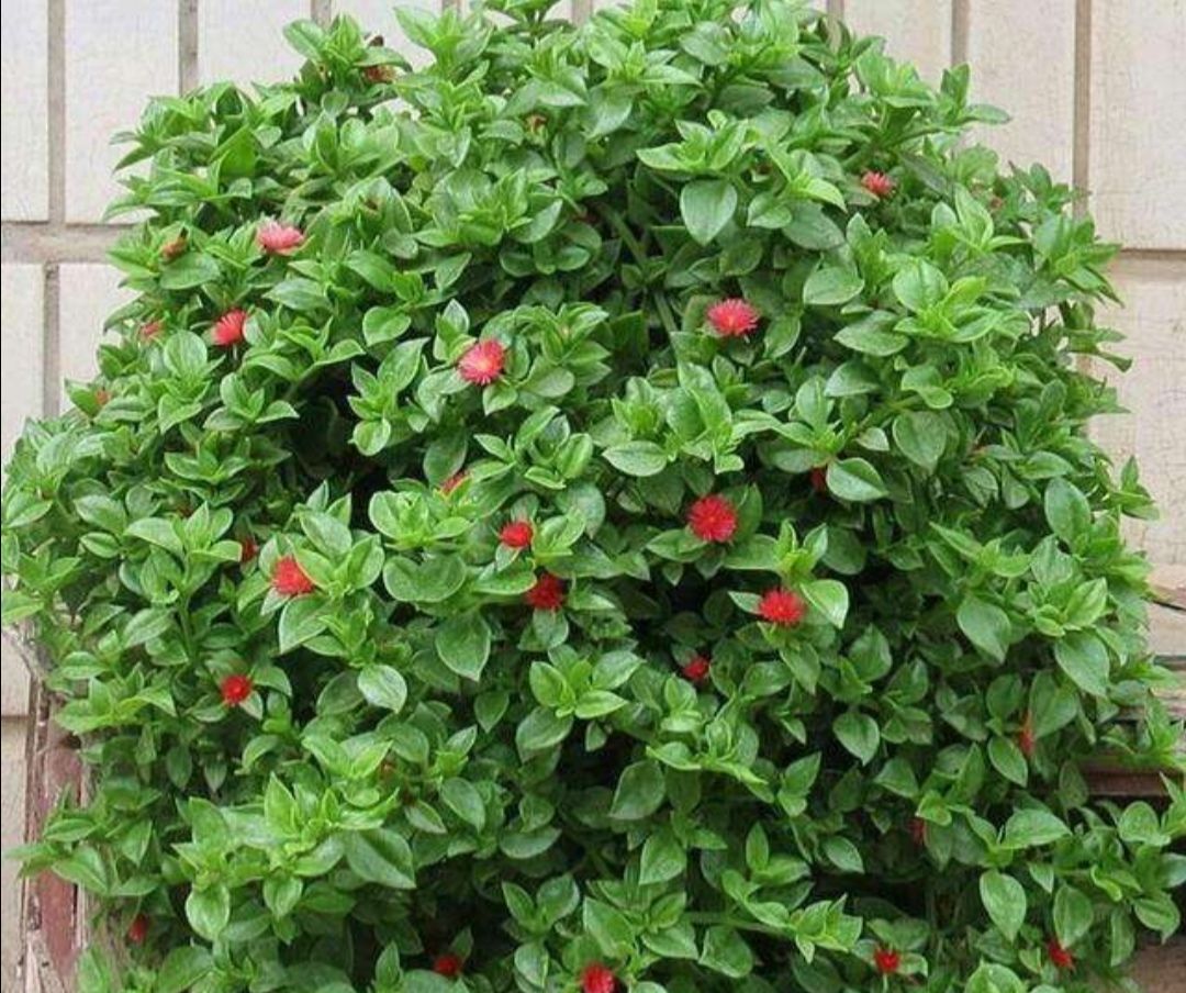 1种"牡丹吊兰",比普通吊兰还好养,还能漂亮的小红花