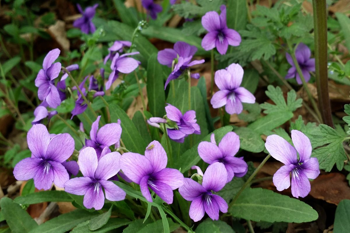 院子里养一片松果菊,长得可爱花量大,一开花就成花海