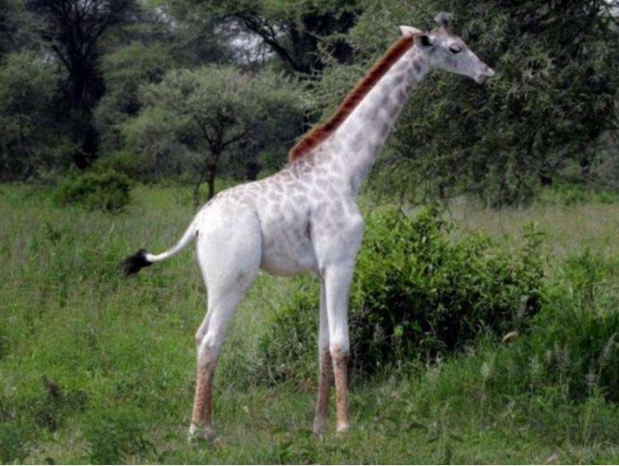 肯尼亚的白色长颈鹿母子被杀,世界上仅剩的一只下落不明