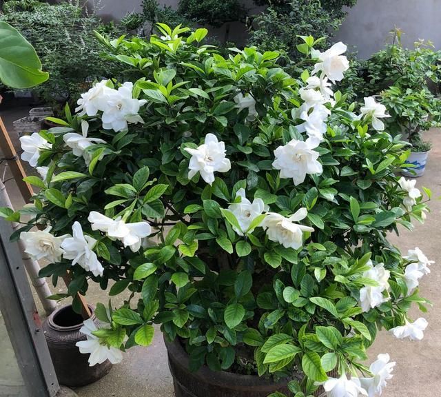 栀子花夏季养护三部曲不黄叶开花多