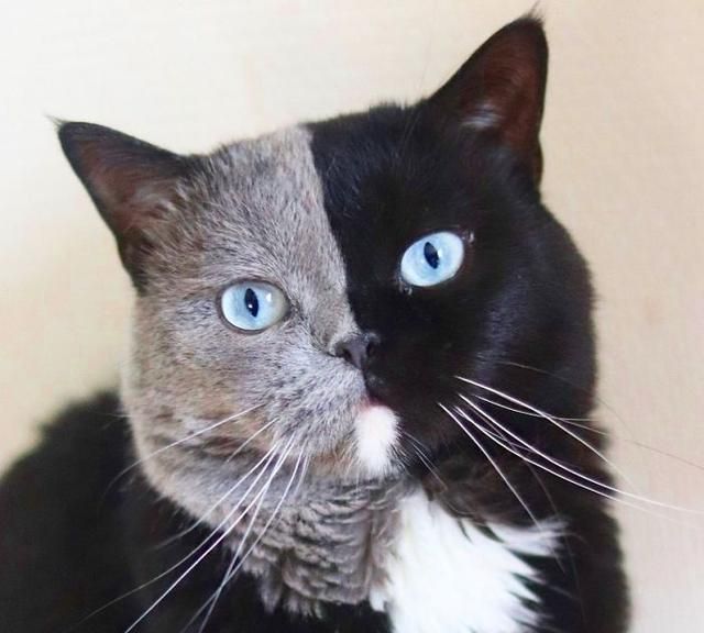 曾经火遍全网的阴阳脸猫咪现在生了2个孩子再次走红网络