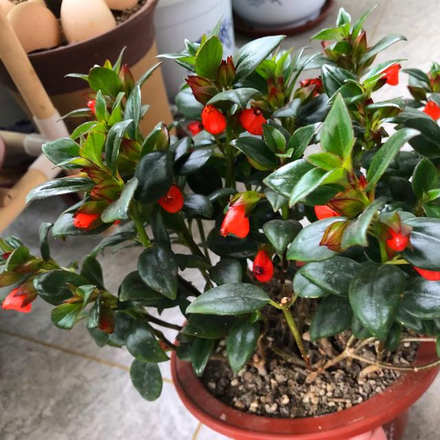 养金鱼吊兰浇点催花肥水长出满盆小鱼嘴