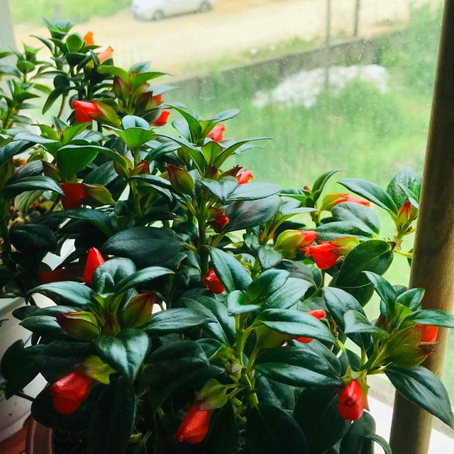 养金鱼吊兰浇点催花肥水长出满盆小鱼嘴