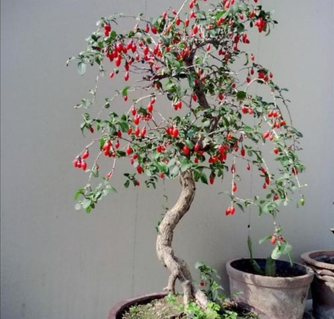 野外枸杞树,根部造型奇特,苍劲古朴,做盆景观赏性强
