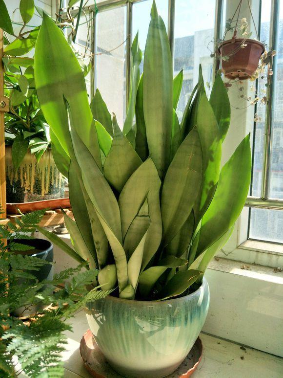 虎皮兰叶子折断了,咔咔"剪3段",插在盆土里,新芽呼呼冒