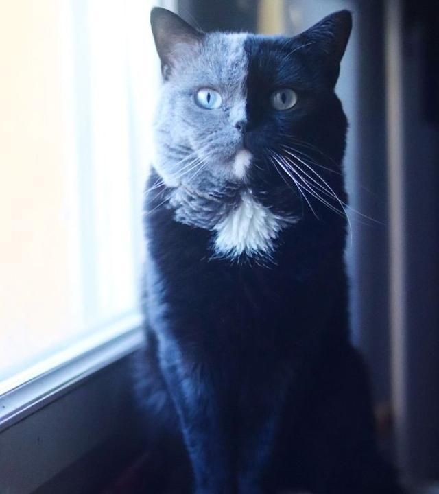 曾经火遍全网的"阴阳脸"猫咪,现在生了2个孩子,再次走红网络