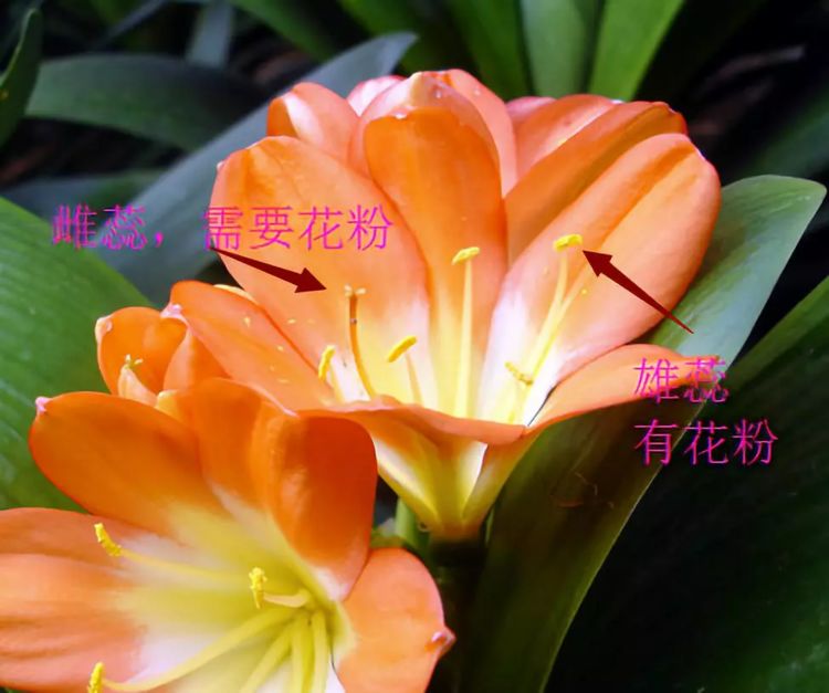 君子兰夹箭不开花找根棉签擦一下花箭立马钻出来