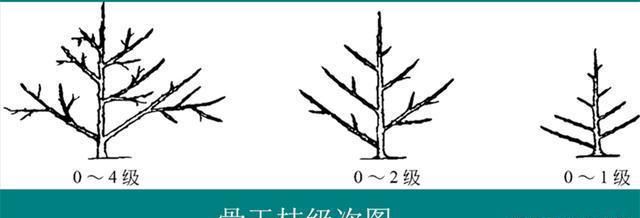 3,主枝角度大,光照充分 主枝角度示意图见上图