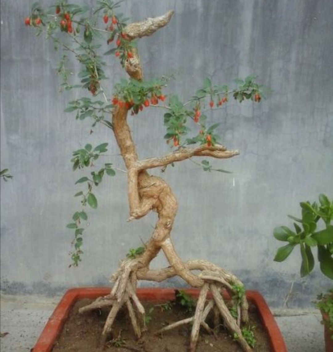 野外枸杞树根部造型奇特苍劲古朴做盆景观赏性强