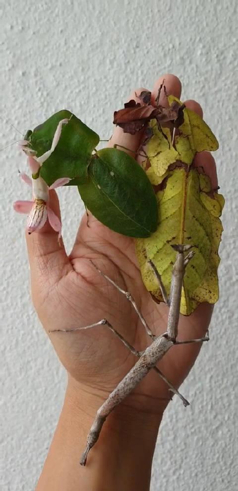 螳螂与水蛭的对决,仅凭一招就分出了胜负,千万不要眨眼