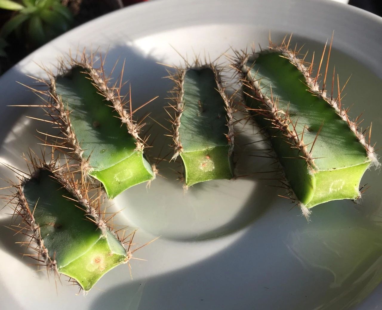 仙人掌的茎和根部都烂掉了教你分辨茎腐病彻底解决问题