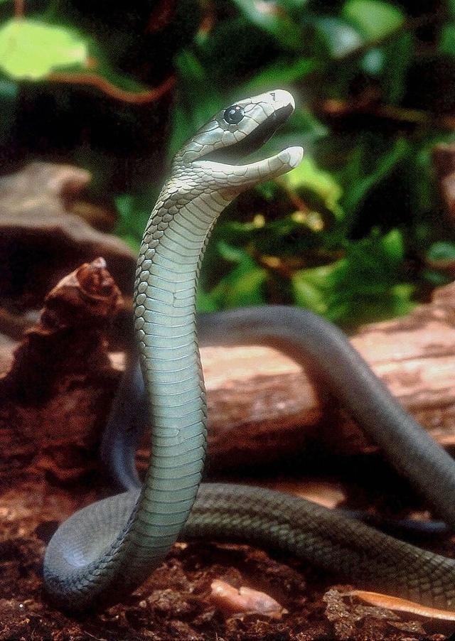 世界上最帅的蛇图片
