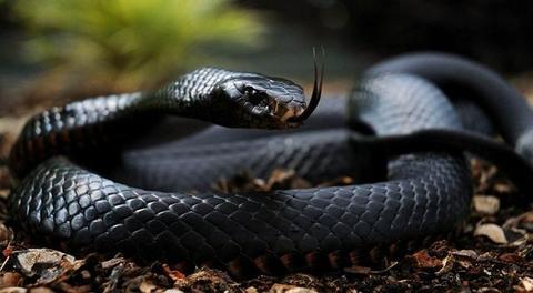 黑色蛇的种类图片