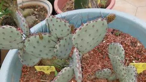 普通园土透气排水性不好 该怎么用它养花 3步简单操作变肥土