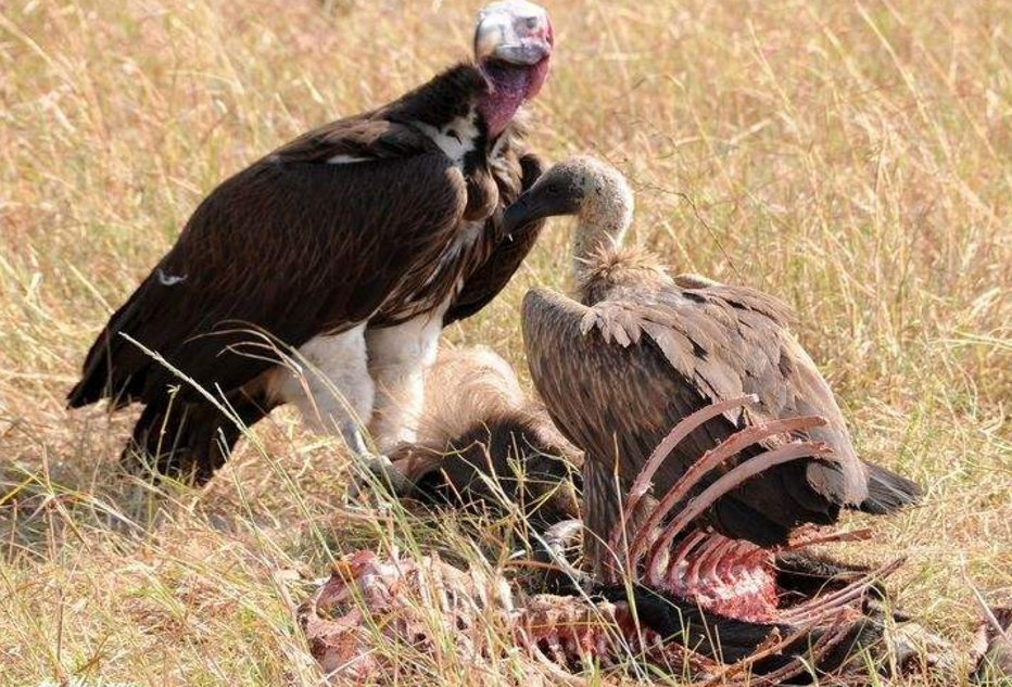 大自然中的清道夫,食腐动物的存在,竟是维持生态的关键