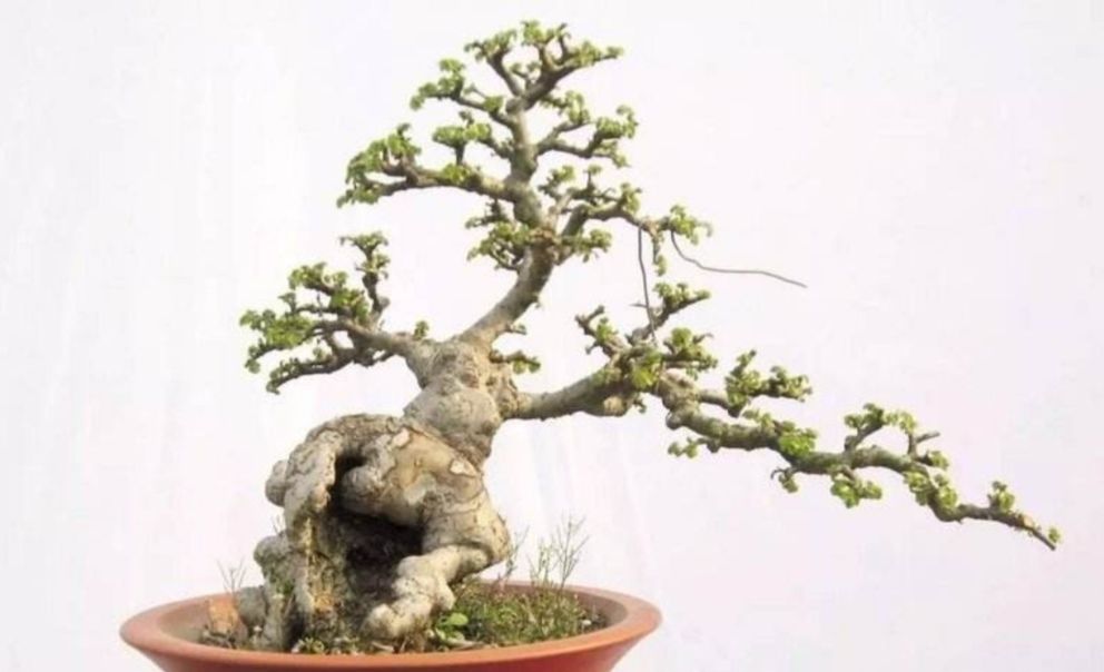 农村的榆树疙瘩桩形苍劲古朴怎样把它做成盆景