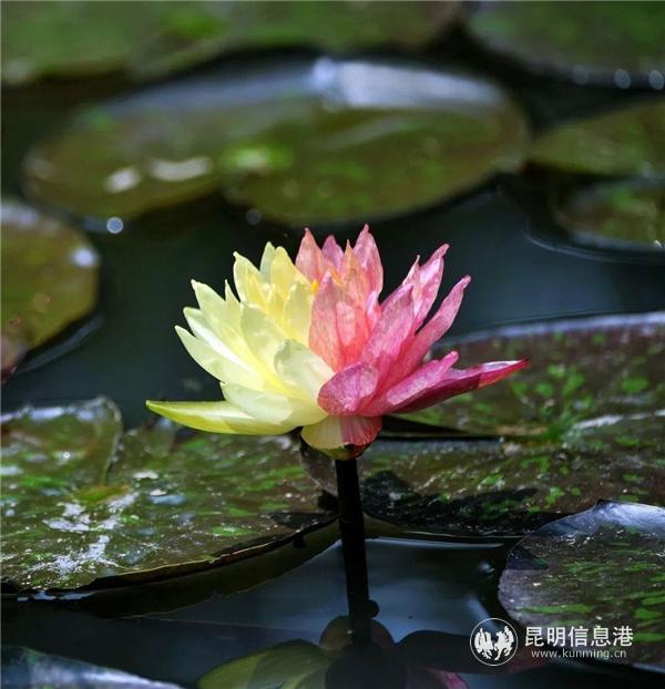 昆明市大观公园第十六届荷花展端午节启幕  近300个荷花品种邀您来赏