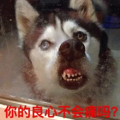 狗狗叼着粽子看着我,但我在0.2秒后一巴掌拍了过去,知道为啥吗