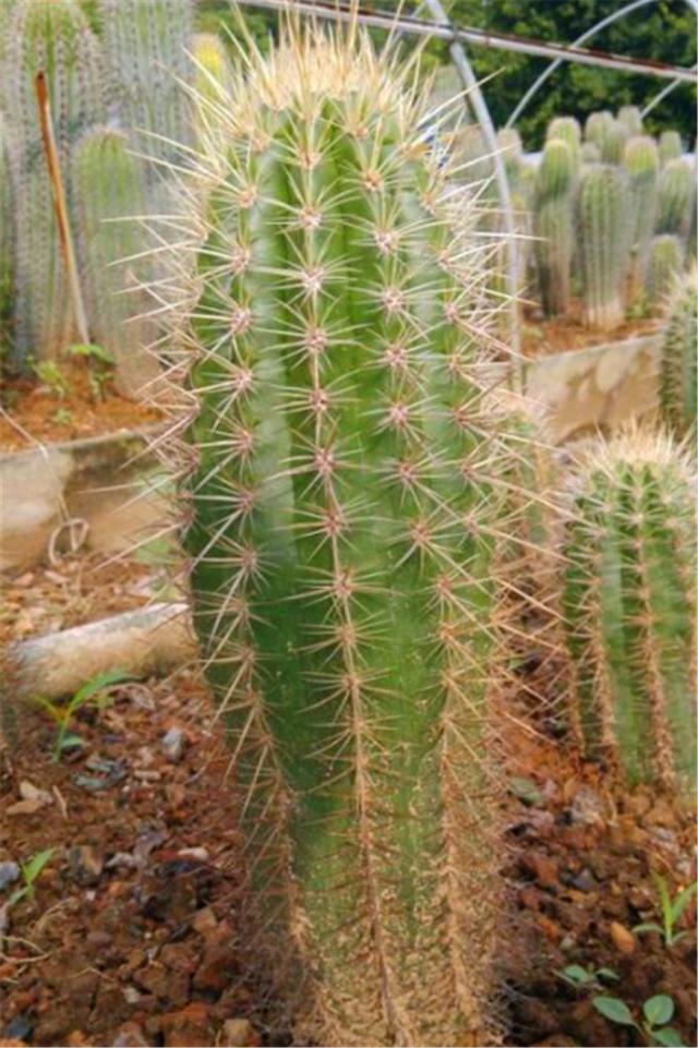 最帅气的仙人柱狼牙棒养护做好1多2少雄壮挺拔威猛霸气