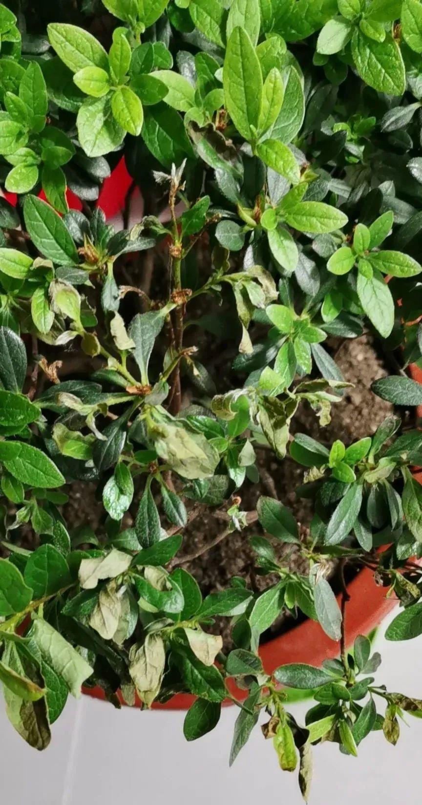 花天热中暑了叶子枯萎哗啦啦掉赶紧挪地方