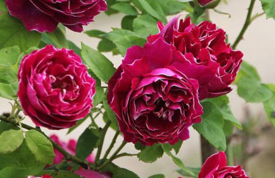 新手养花,不如养盆花中精品"紫袍玉带",花型优美,芳香迷人