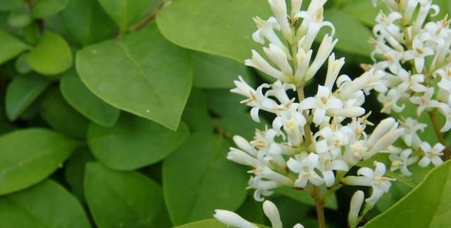 6种"香香花",时尚颜值高,一盆养在家,省下香水钱