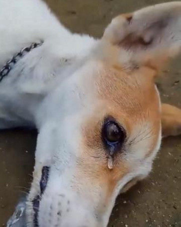 狗狗的一滴泪:保护主人财产,却遭小偷下毒报复!