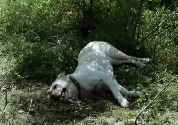 男子露营时狗狗拼命叫唤,被男子一脚踢飞,十分钟后男子被吓坏了