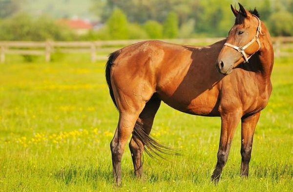 生肖属马的六月运势(属马六月运势如何) 生肖属马的六月运势(属马六月运势如何)