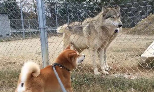 网友带柴犬去看狼,它却把狼当二哈,还跟对方吵起来了!笑喷网友