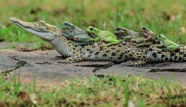 男子给鳄鱼喂食青蛙,将青蛙放进去后,却发生难得一见的奇异画面