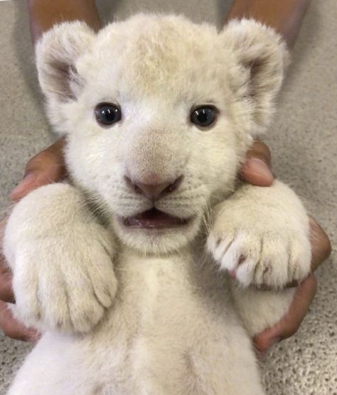 狮子宝宝面对镜头好呆萌,小肚子圆滚滚,粉嫩的肉垫让人萌化了