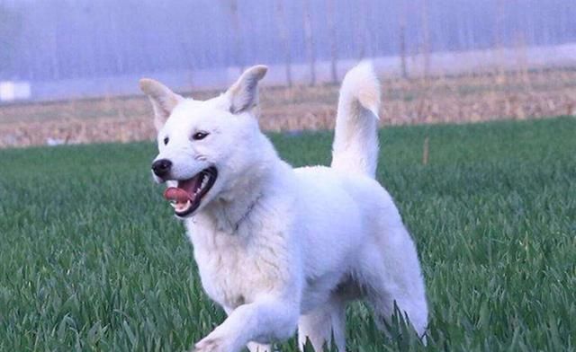 韩国珍岛犬起源于韩国沿海的珍岛上,关于它的祖先,有人认为是宋朝时期